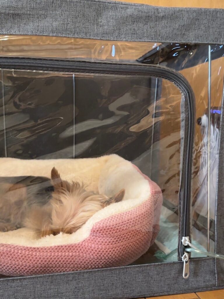 水素吸入をするペットの写真